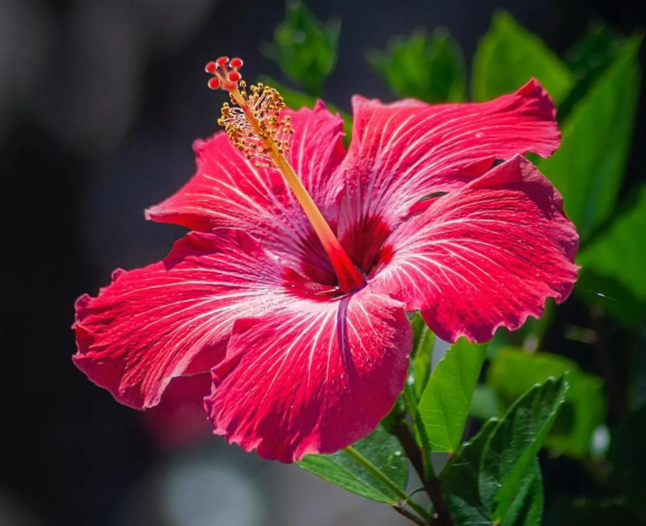 בית נופש הוילה פור-דה-פראנס Casahibiscus